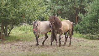 Ogier Tort kryje w tabunie Konika Polskiego [upl. by Anayad]