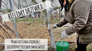 Bielenie Drzew Owocowych Jak kiedy i czym bielić drzewka Czy warto bielić drzewka  wwwKasiain [upl. by Caressa260]