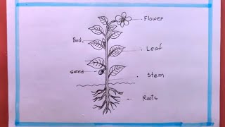 How To Draw A Plant Step By Stepparts of plant drawing [upl. by Ocihc]