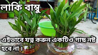 লাকি বাম্বু একটিও গাছ নষ্ট হবেনা এইভাবে করুন । lucky bamboo care  gardening tips  luckybamboo [upl. by Halian67]