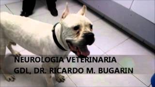 NEUROLOGIA VETERINARIA MENINGOENCEFALITIS GRANULOMATOSA [upl. by Jaylene595]