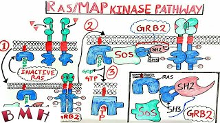 Ras MAP Kinase Pathway  MAPKERK Pathway [upl. by Acinorahs358]