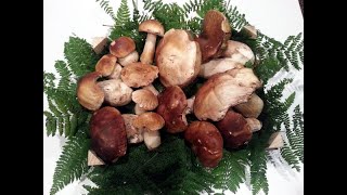 🍄🍄🍄 I porcini del Sassello 🍄🍄🍄 [upl. by Ninaj]