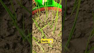 gardening garlic gardeningtips nature terracegarden vegetables [upl. by Pauly60]