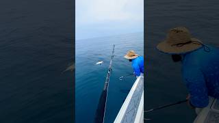 Gaffing a Blackfin Tuna Swing and a miss tuna saltlife [upl. by Johnston]