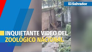 Leones en el zoológico ¿Inquietos o hambrientos [upl. by Goth]