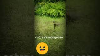 Cobra vs mongoose 😲 [upl. by Yekcaj]