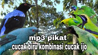 Suara pikat burung cucak biru kombinasi burung cucak ijo ribut [upl. by Natsuj632]