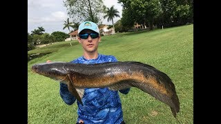 Fishing for big Bullseye Snakeheads in South Florida with topwater frogs [upl. by Nwahsel]