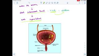 Duplex renal pelvis and ureter  WeigertMeyer Law [upl. by Ahselak]