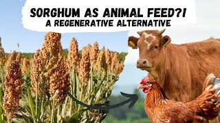 Sorghum An Alternative for Animal Feed in Regenerative Agriculture [upl. by Berg843]