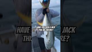 GIANT JACK CREVALLE fishing [upl. by Trix]