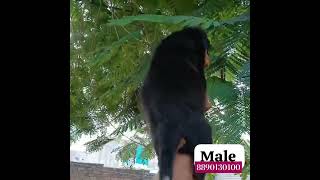 Rottweiler Male Puppies for Sale King Boss World Dogs Kennels Sarvice Barmer 8890130100 [upl. by Gatias45]