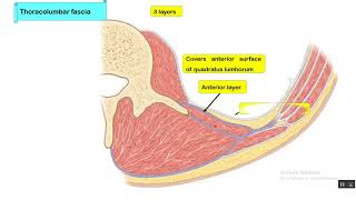 Thoracolumbar fascia [upl. by Lokim240]