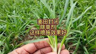 麦田封闭除草剂，这样喷施效果好 [upl. by Laram]