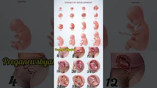 Stages of Fetal Development in mother womb week by week pregnancy ♥️🤰shorts pregnancy motherwomb [upl. by Nerdna279]