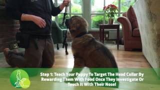 Introducing the Head Collar Step 1  Raising Your Puppy [upl. by Enaud]