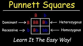 Punnett Squares  Basic Introduction [upl. by Ihdin]