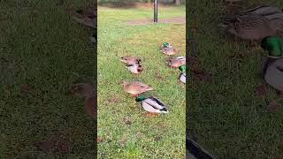 We met our friends at Lake Mjøsa Norway Mjøsa norwaytrip hamar duck mallardduck [upl. by Dorothi]