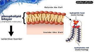 GENERAL BIOLOGY I  STRUCTURE AND COMPONENTS OF PLASMA MEMBRANE [upl. by Lemyt959]