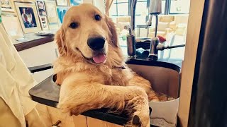 100 Funny Golden Retrievers Dog Videos will make you laugh your HEAD OF 😂 [upl. by Dugald11]