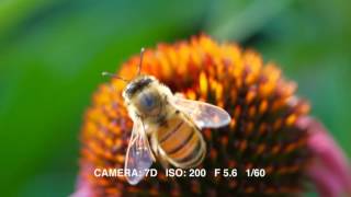 Canon 100mm Macro USM [upl. by Ripley159]