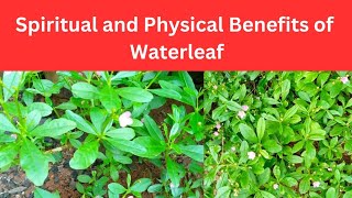 How to Use Waterleaf to Attract Customers and Other Spiritual and Physical Benefits [upl. by Mirabelle]