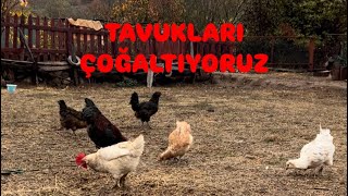 TAVUKLARIMIZ ÇOĞALIYORKERPİÇ EV PROJEMİZİ YAPTIK [upl. by Urian535]