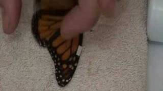 Live Monarch Foundation  How to fix a broken butterfly wing [upl. by Drugi577]