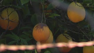 San Fernando Valleys last orange grove is disappearing [upl. by Stephen]