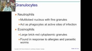 anatomy physiology chapter 14 part 1 [upl. by Enirok]