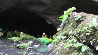 Cobaltwinged Parakeet Orangecheeked Parrot and Scarletshouldered Parrotlet [upl. by Nylime]