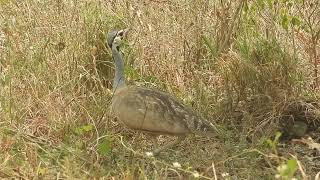 Eupodotis senegalensis  Sisón senegalés  White bellied bustard [upl. by Casilde994]