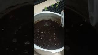 Adding calcium nitrate on sterilized cocopeat domengrows hydroponics [upl. by Nyrrad837]