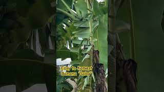 Harvesting “Saba” Banana sagingsaba bananas fruit shorts [upl. by Perl803]