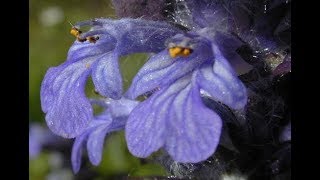 The bugleweed plant Uses [upl. by Doowyah372]