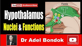 The Hypothalamus Nuclei and Functions Dr Adel Bondok Making Anatomy Simple [upl. by Mady]