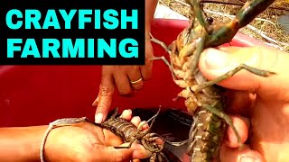 Breeding CRAYFISH Successfully In Tanks amp Ponds Home SetUp [upl. by Lai350]