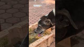 SlowMotion dog drinking dog water drink [upl. by Godard389]