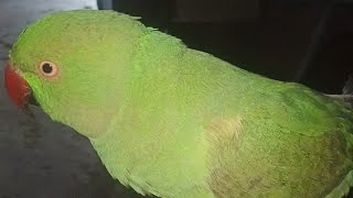 🙆 meri pyari bachi parrot🦜 [upl. by Lounge777]