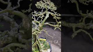 material setrubus asper bahanbonsai bonsai [upl. by Dnaltruoc846]