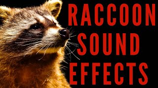 WHAT DOES RACCOON SOUND LIKE  Raccoon Sound Effects  maktubytv [upl. by Ingram]