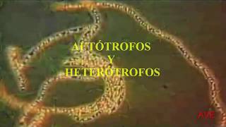 AUTÓTROFOS Y HETERÓTROFOS [upl. by Lamrej]