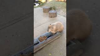 Tiny Twin Baby Capybaras Pumpkin amp Swede baby animals Drusillas Park [upl. by Tosch921]