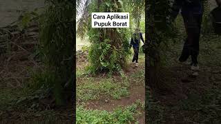 cara aplikasi pupuk borat pupukorganik pupuksawit [upl. by Capon]