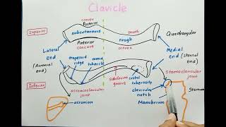 Clavicle Bone [upl. by Faye]