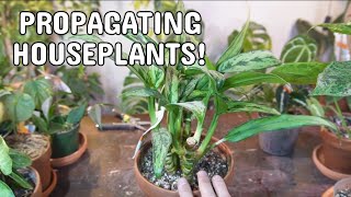 PROPAGATING PLANTS  Updates Perlite Prop Box Water Method And Much More propagation houseplants [upl. by Dotty909]