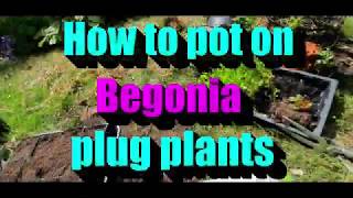 How to pot on begonia plug plants [upl. by Seiber]