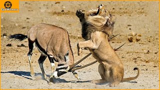 10 Horrific Moments When Deadly Horns Crush Predators  Wild Animal [upl. by Aamsa]