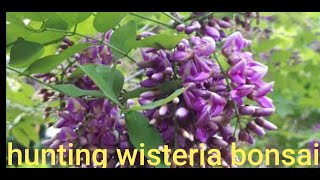 hunting bonsai wisteria philippines bonsai materials [upl. by Coryden25]